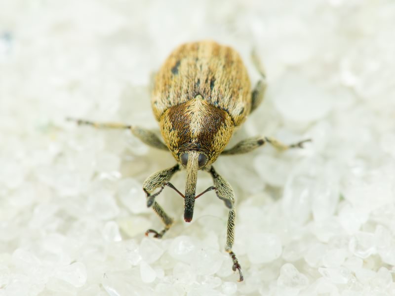 Sibinia pellucens (Scopoli, 1772)